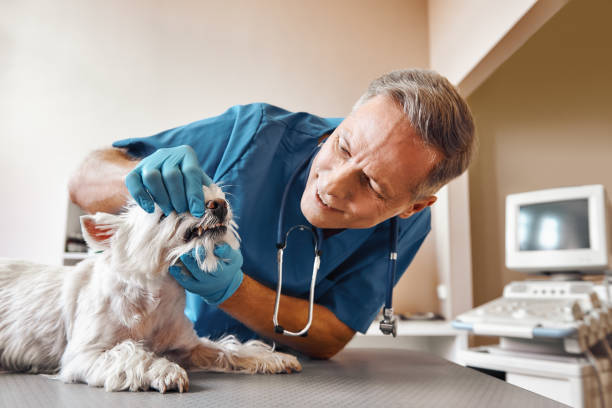 Best Emergency Dentist for Knocked-Out Tooth in Twisp, WA